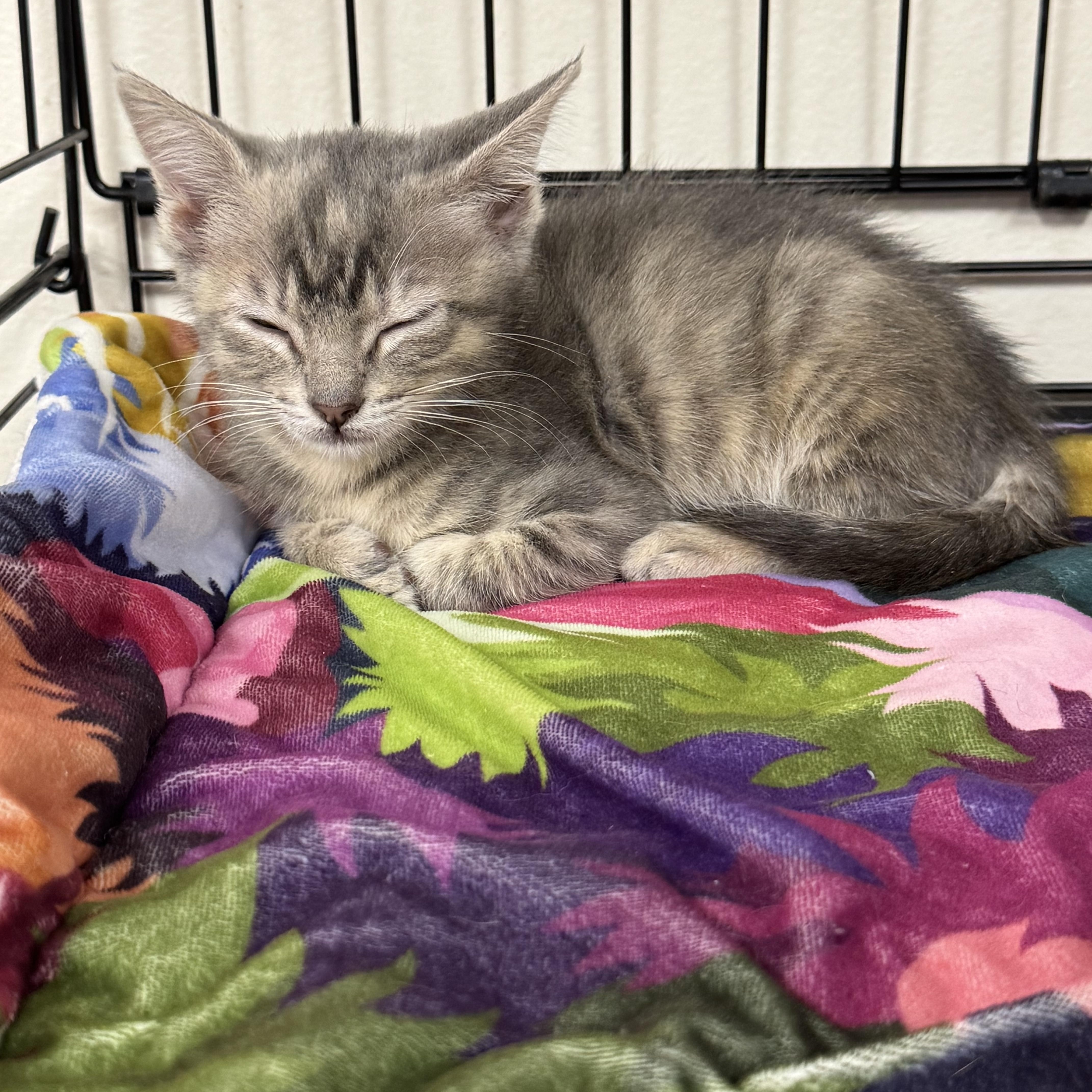 Pudding, a ADOPTABLE Domestic Short Hair in Crossville, TN image 2/3