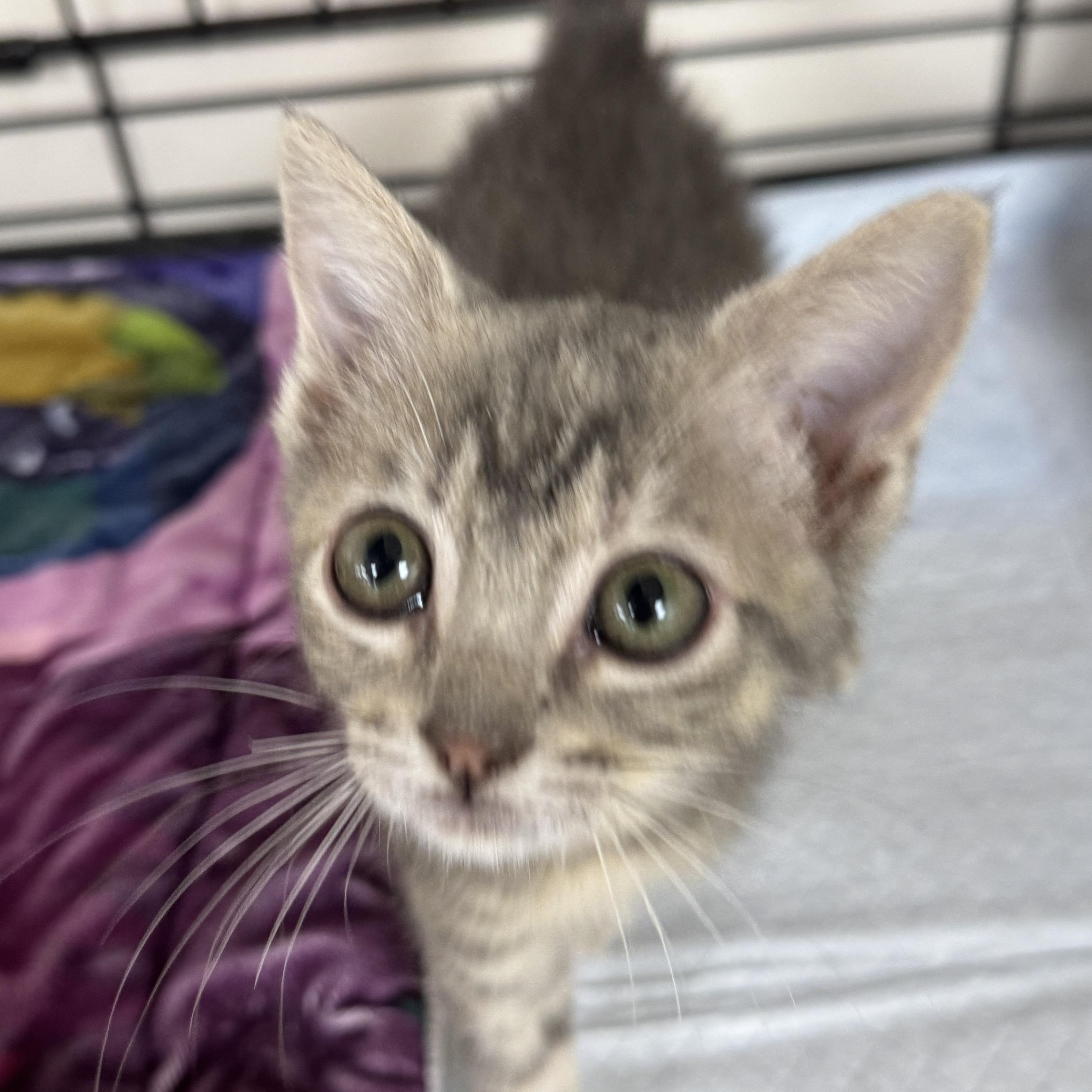 Pudding, a ADOPTABLE Domestic Short Hair in Crossville, TN image 3/3