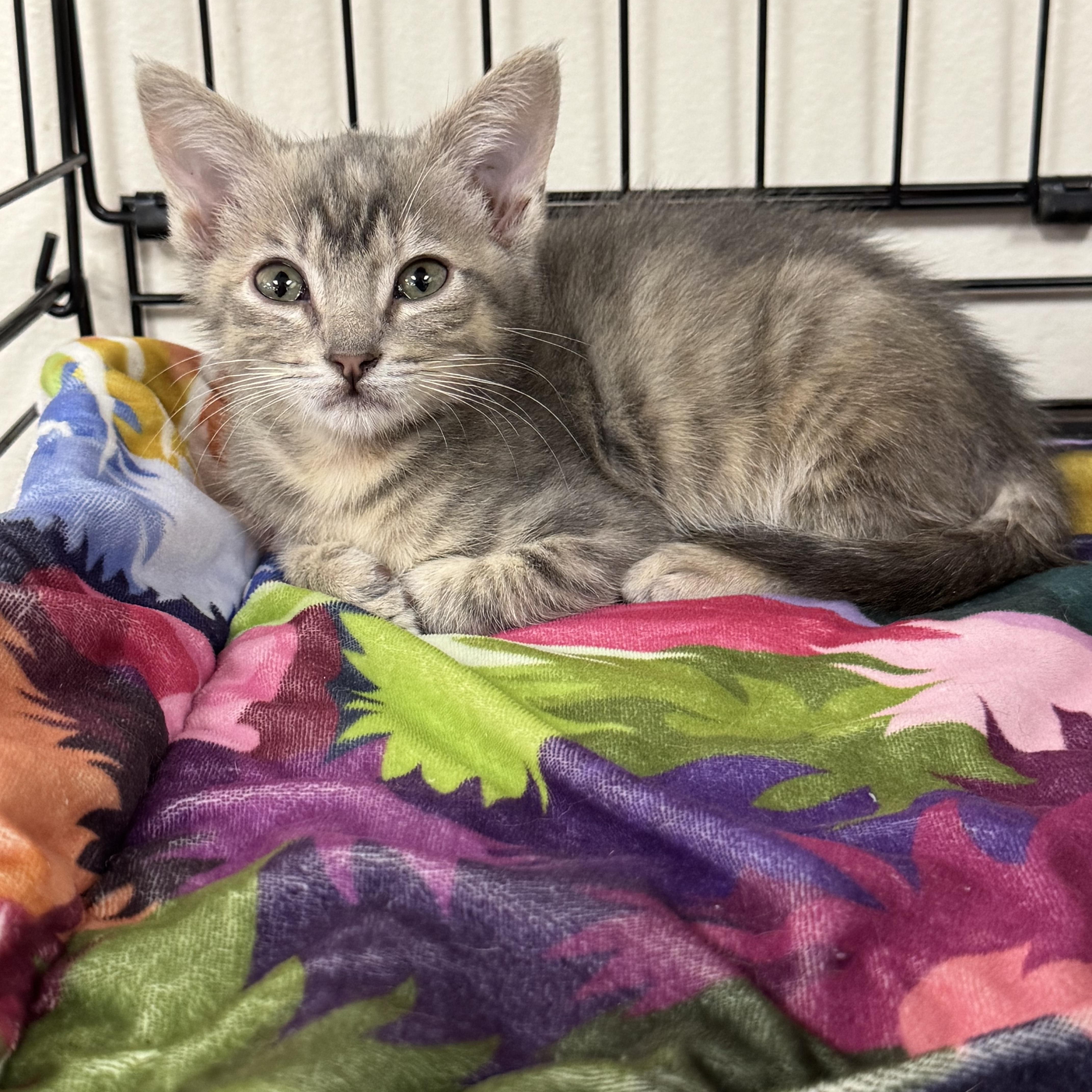 Pudding, ADOPTABLE, Young Female Domestic Short Hair.