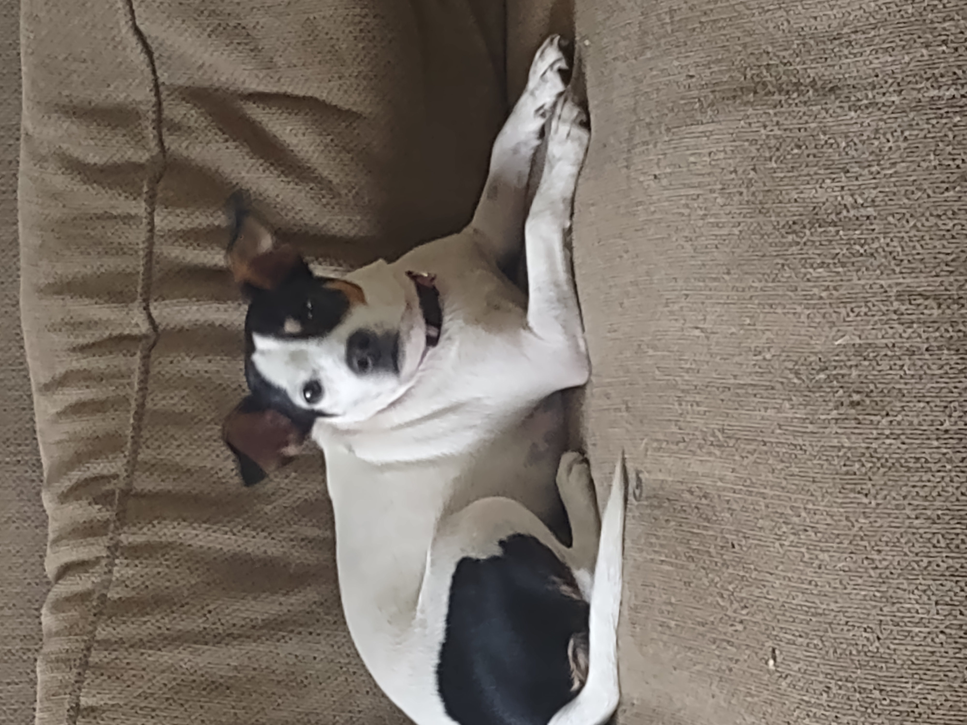 Lucy, Adopted, Young Female Jack Russell Terrier.