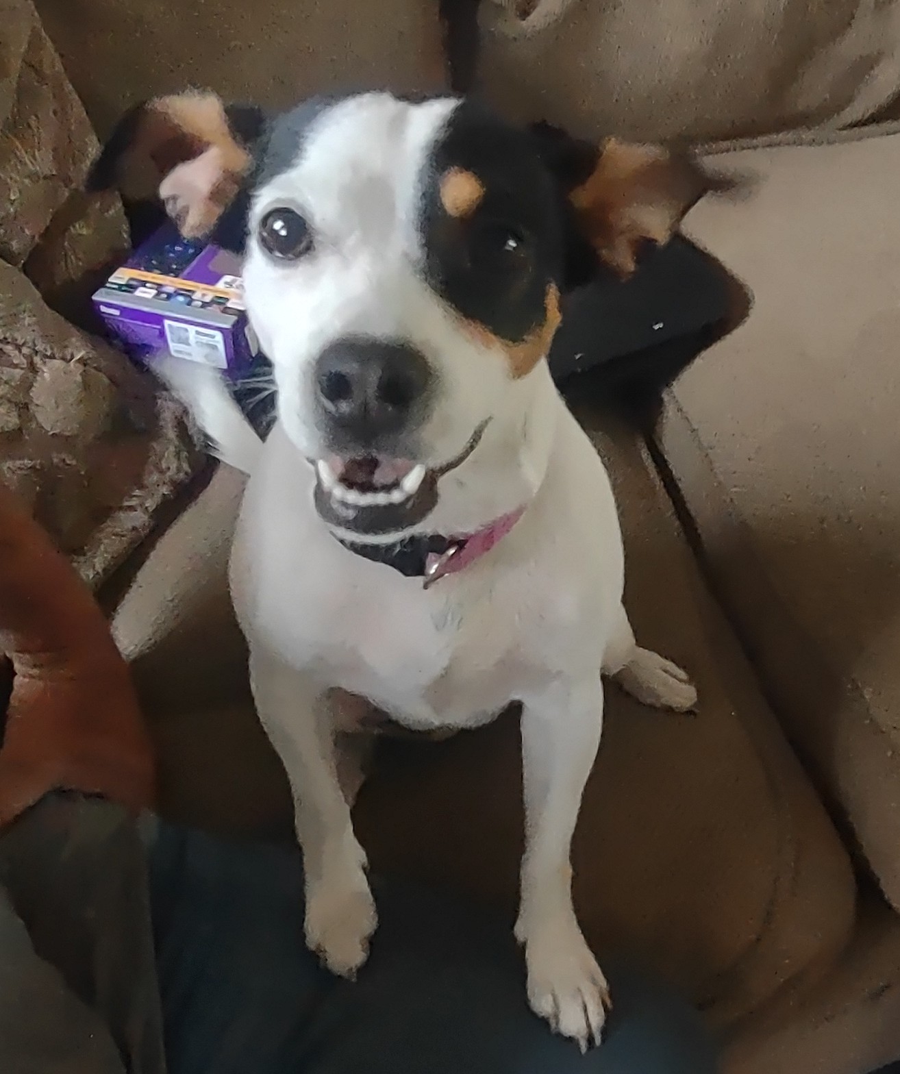 Enlarge Lucy, a Adopted Jack Russell Terrier in Spokane, WA image 2/3