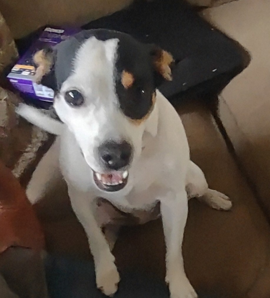 Enlarge Lucy, a Adopted Jack Russell Terrier in Spokane, WA image 3/3