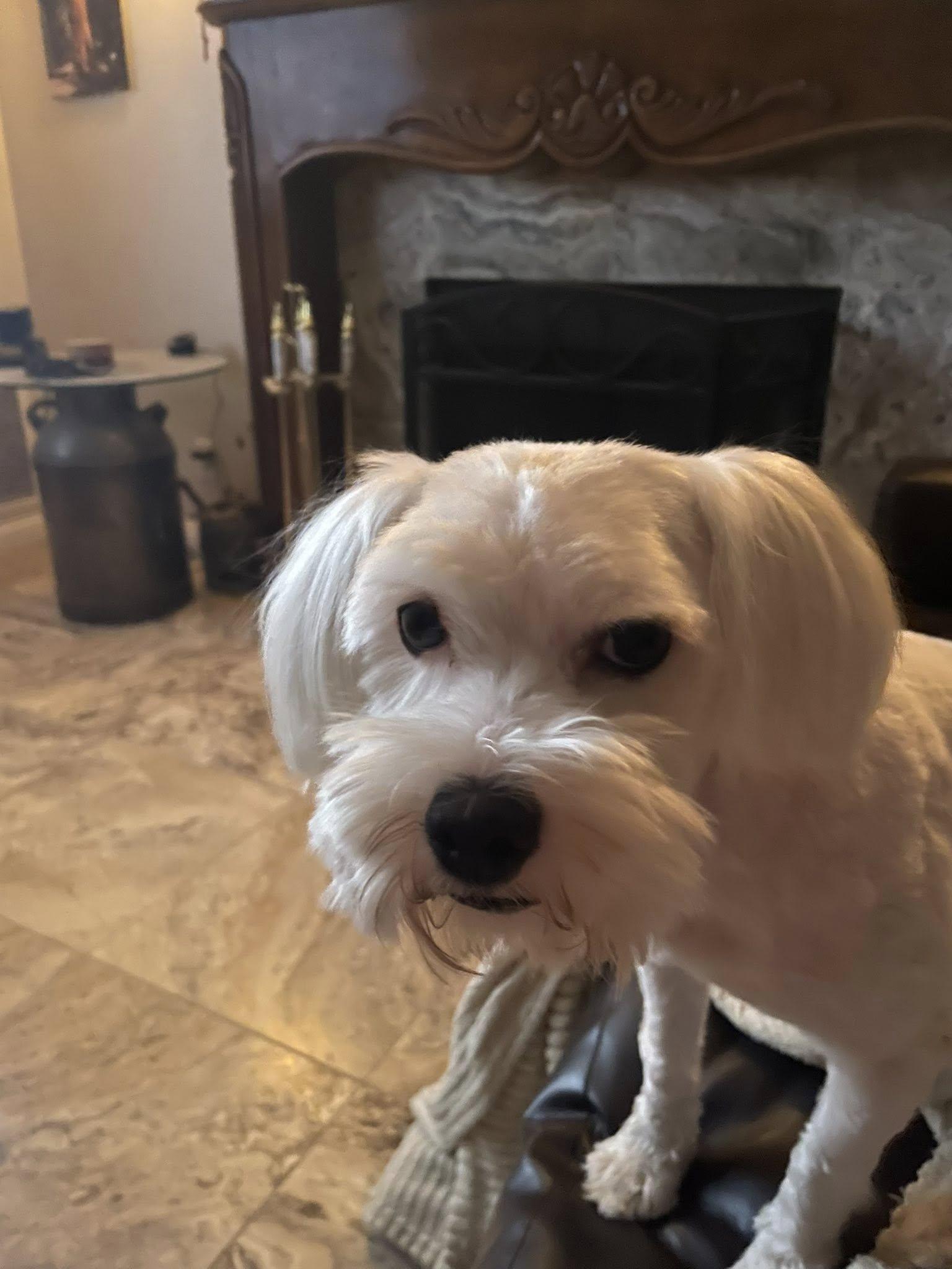 Doody, an adoptable Maltipoo in Agua Dulce, CA image 2/6