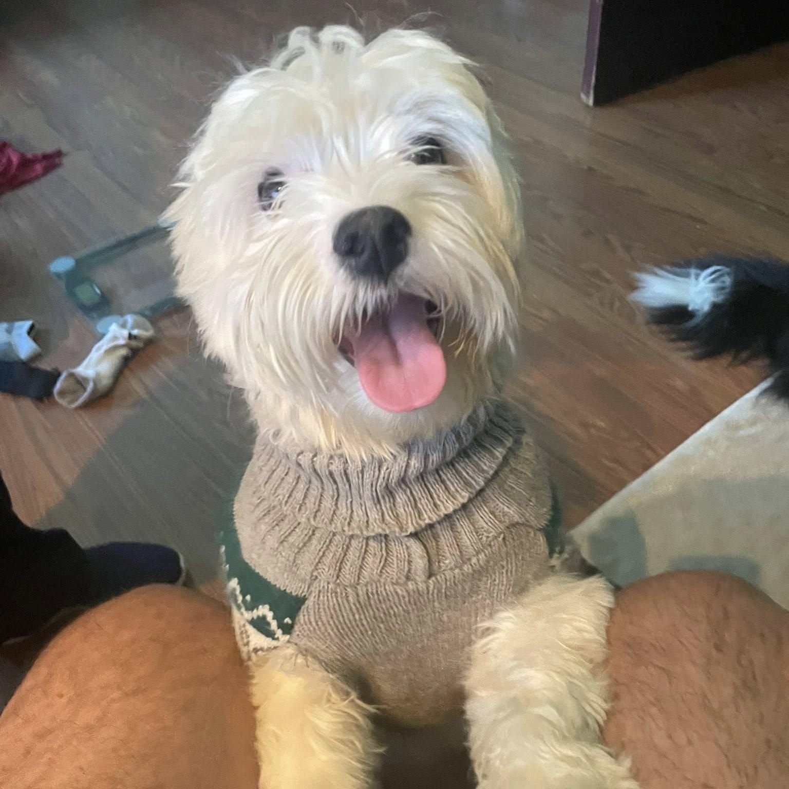 Doody, adoptable, Adult Male Maltipoo.