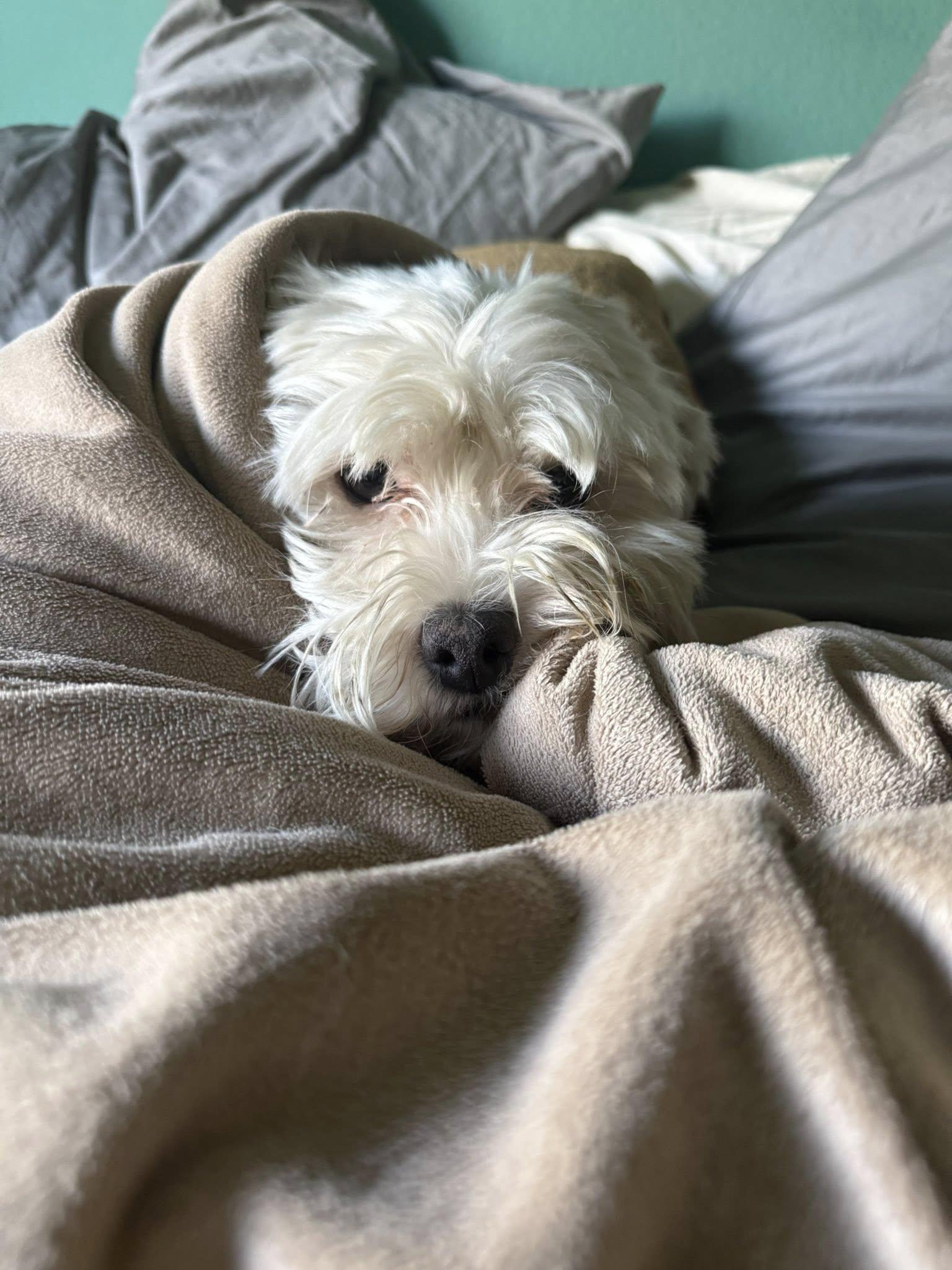 Doody, an adoptable Maltipoo in Agua Dulce, CA image 3/6