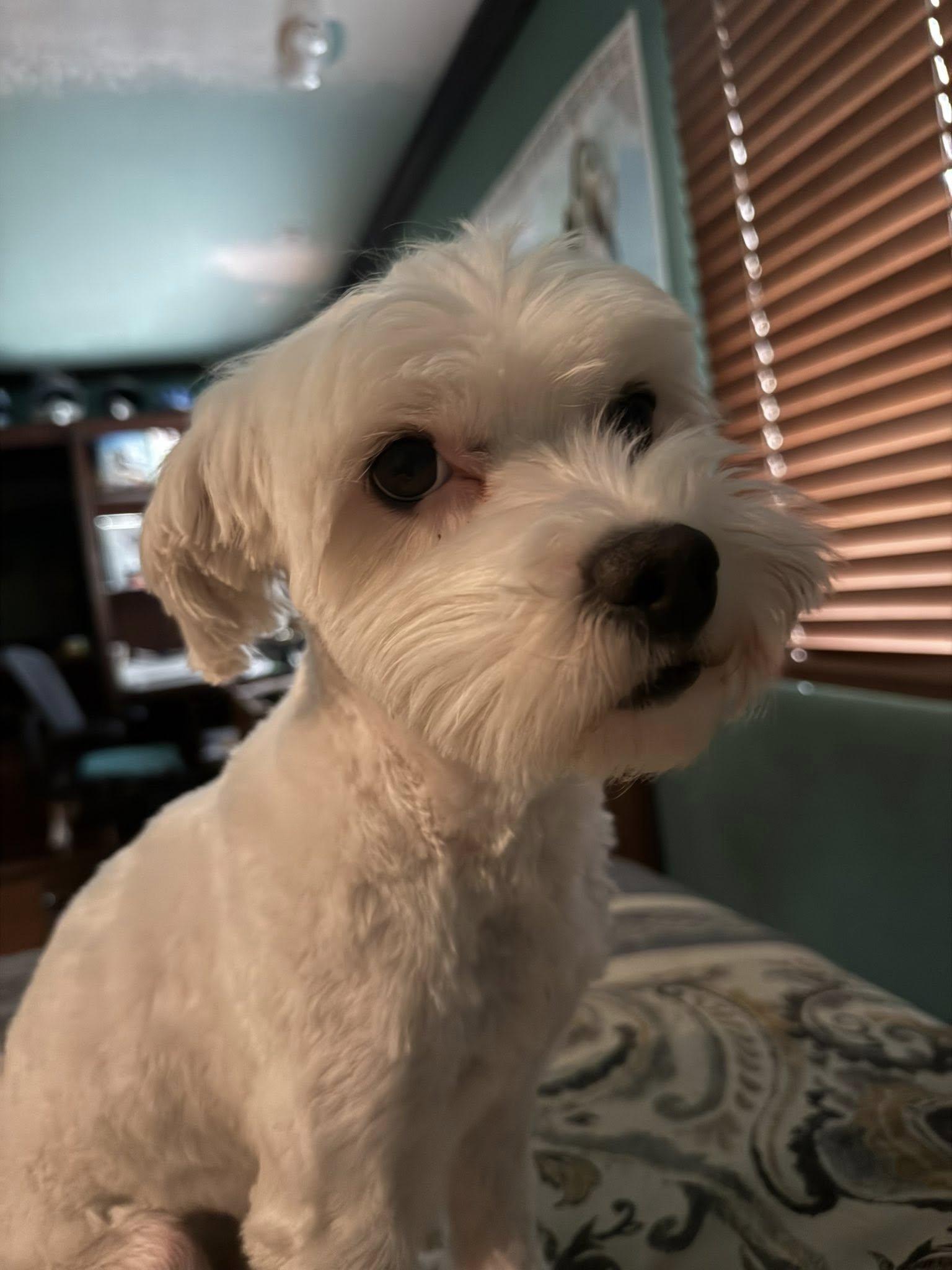 Doody, an adoptable Maltipoo in Agua Dulce, CA image 4/6