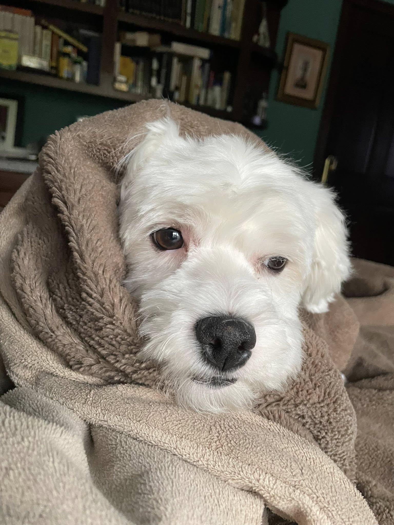 Doody, an adoptable Maltipoo in Agua Dulce, CA image 5/6
