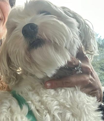 Doody, an adoptable Maltipoo in Agua Dulce, CA image 6/6