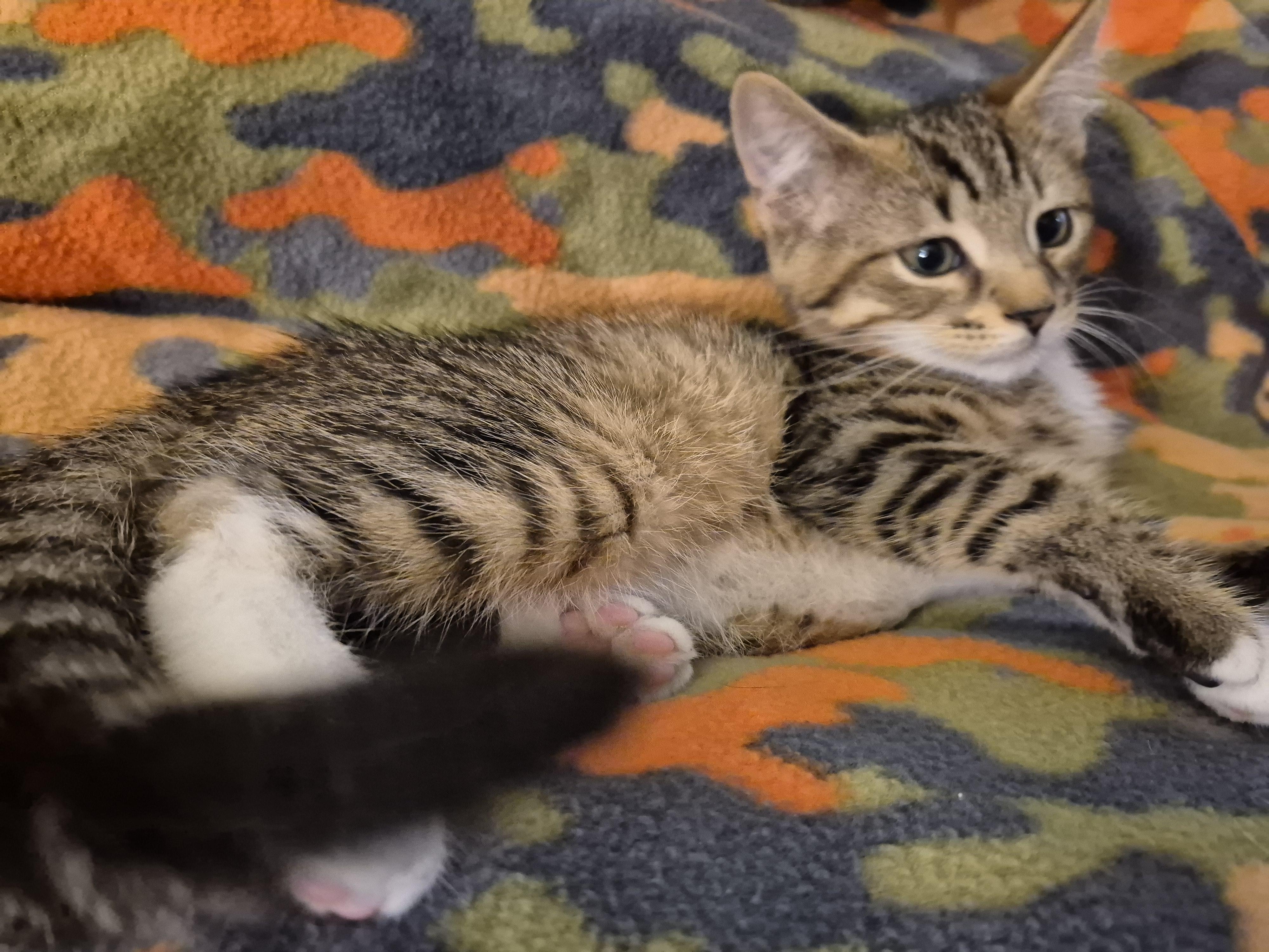 BROWNIE B, an adopted Domestic Short Hair in Highland Park, NJ image 3/5