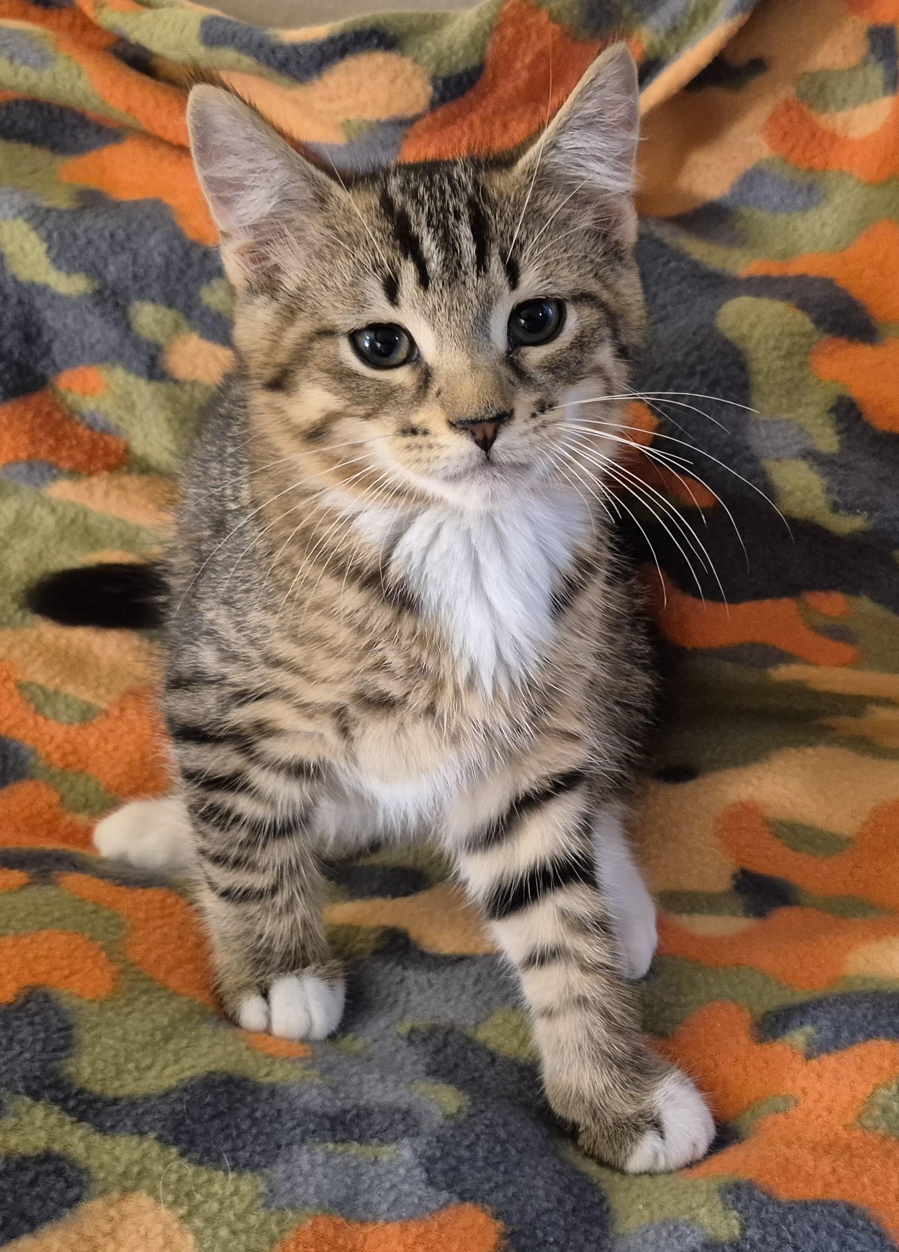 BROWNIE B, an adopted Domestic Short Hair in Highland Park, NJ image 4/5