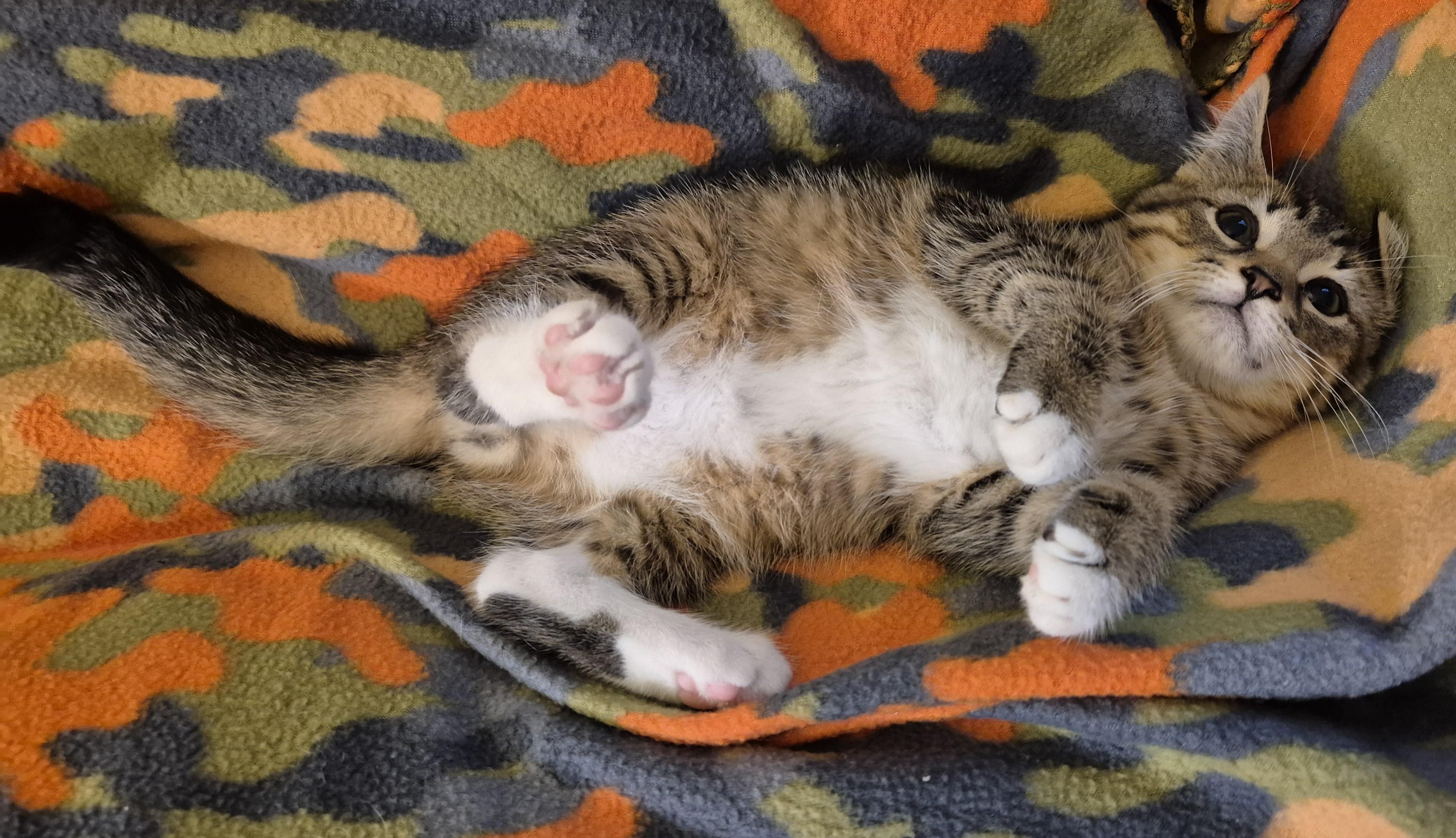 BROWNIE B, an adopted Domestic Short Hair in Highland Park, NJ image 2/5