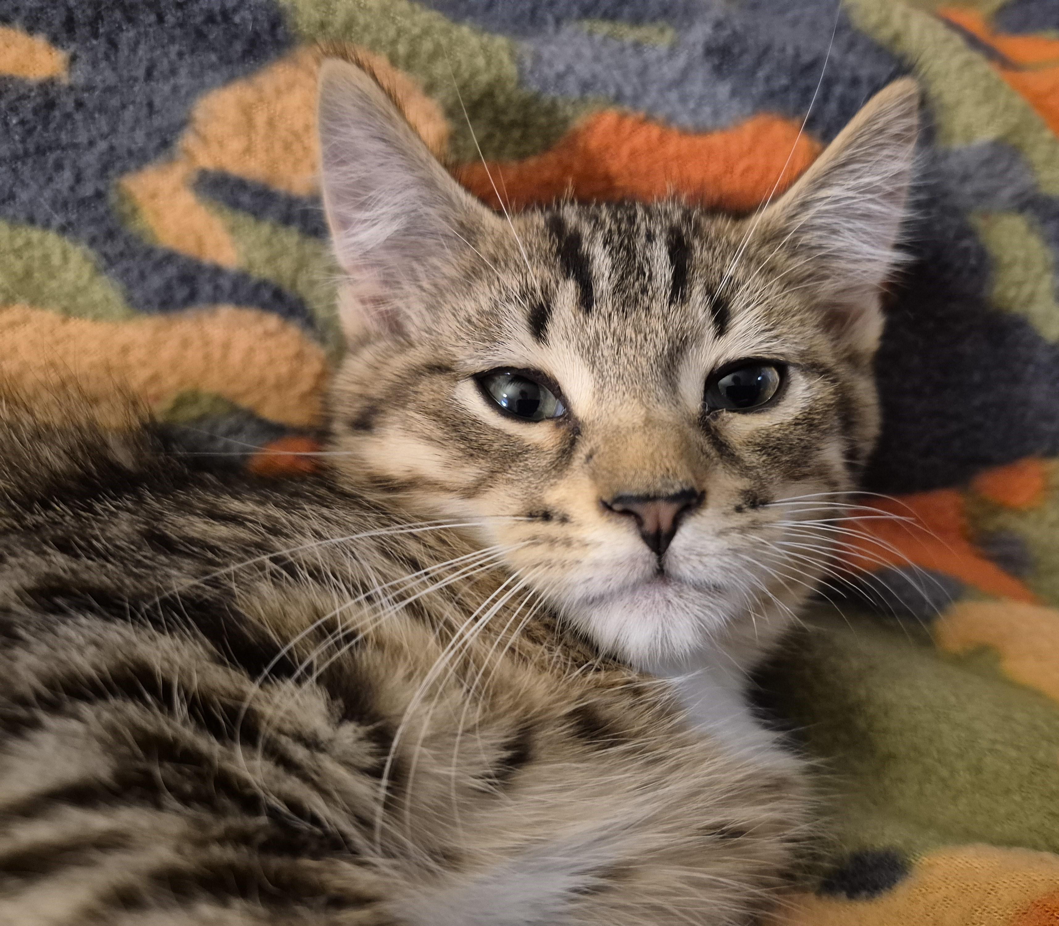 BROWNIE B, an adopted Domestic Short Hair in Highland Park, NJ image 5/5