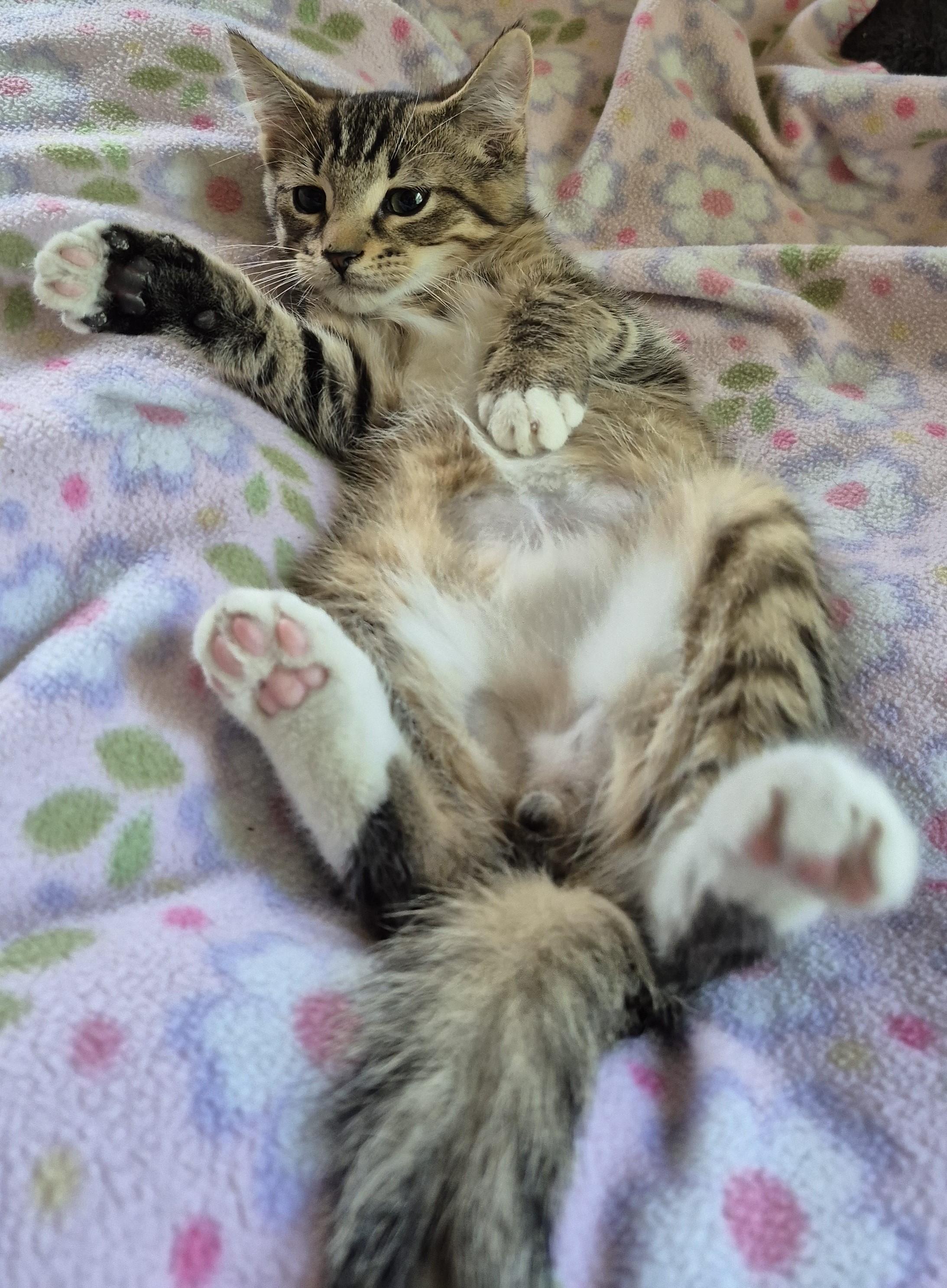 BROWNIE B, adopted, Kitten Male Domestic Short Hair.