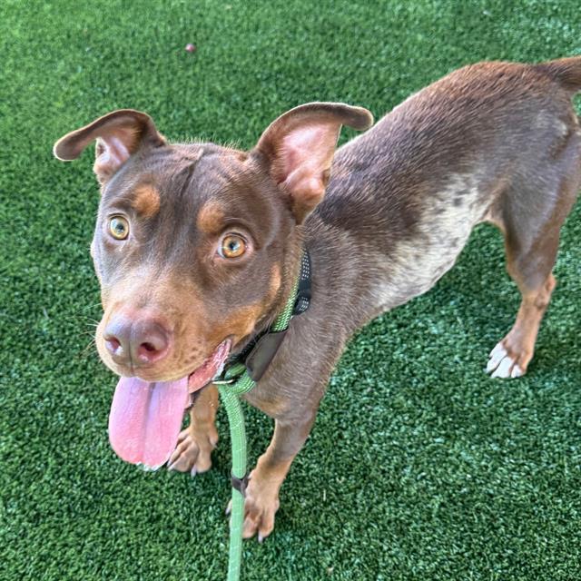 GODIVA, Adoptable, Young Female Catahoula Leopard Dog & Mixed Breed.