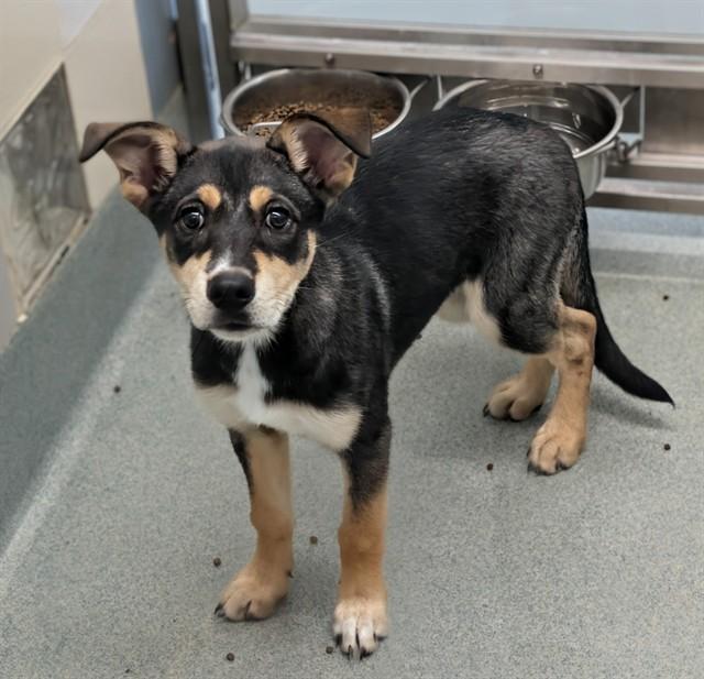 Enlarge Tiramisu A217982, an adopted mixed breed in Plano, TX image 1/1