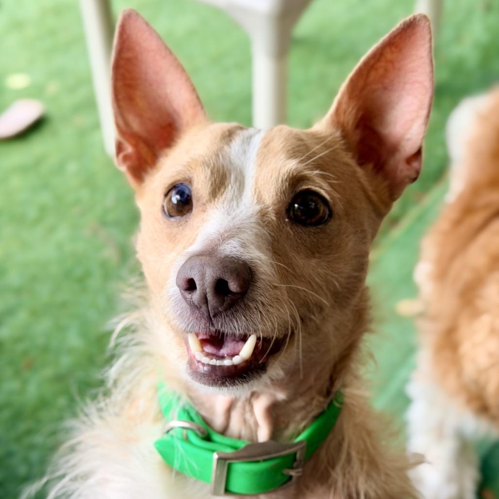 Enlarge Sully, a Adoptable Mixed Breed in Pacific Grove, CA image 1/6