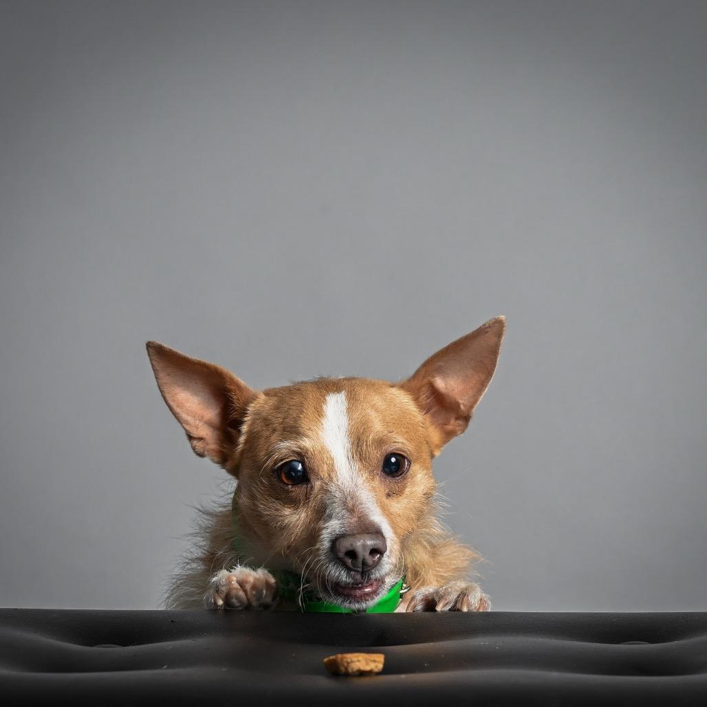 Enlarge Sully, a Adoptable Mixed Breed in Pacific Grove, CA image 2/6