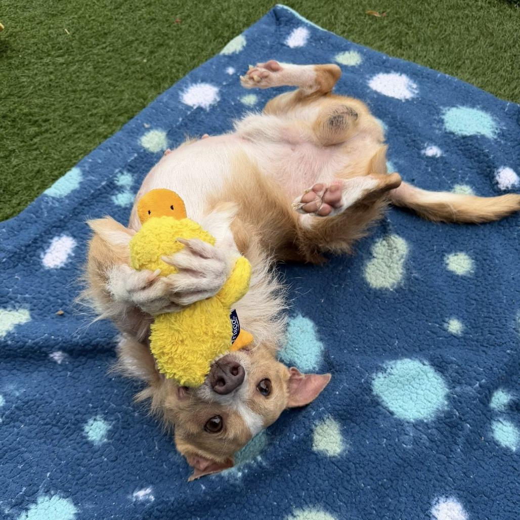 Enlarge Sully, a Adoptable Mixed Breed in Pacific Grove, CA image 2/6