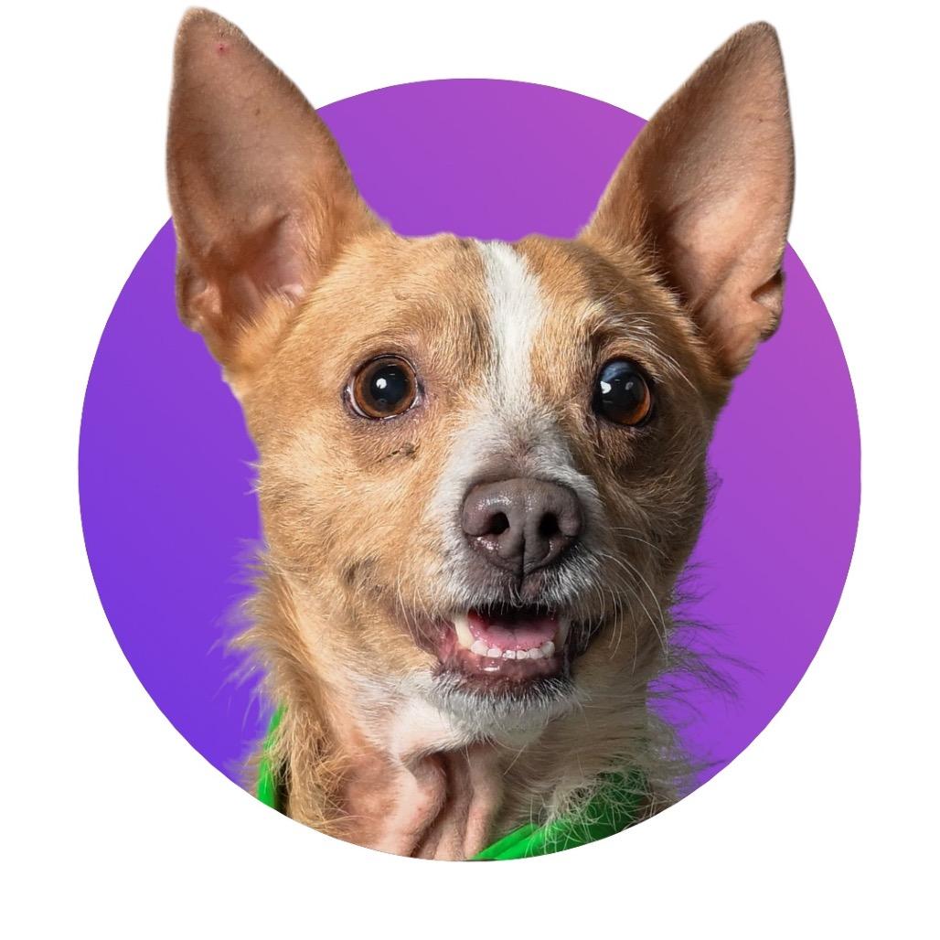 Enlarge Sully, a Adoptable Mixed Breed in Pacific Grove, CA image 3/6