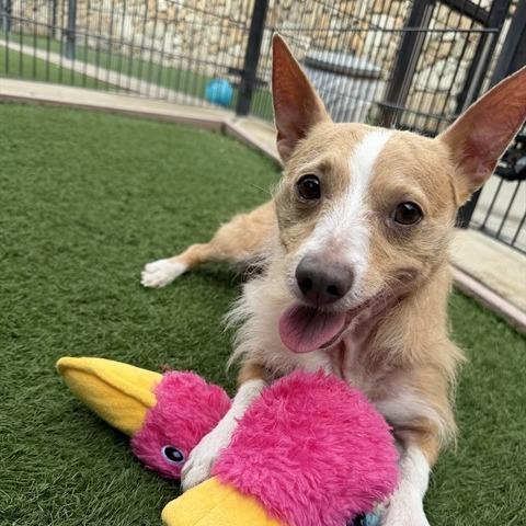 Enlarge Sully, a Adoptable Mixed Breed in Pacific Grove, CA image 3/6