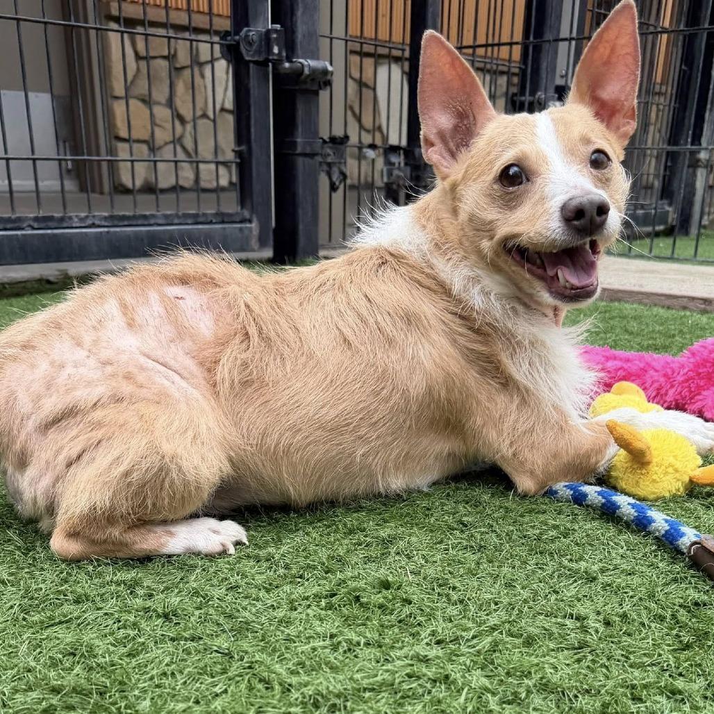 Enlarge Sully, a Adoptable Mixed Breed in Pacific Grove, CA image 4/6