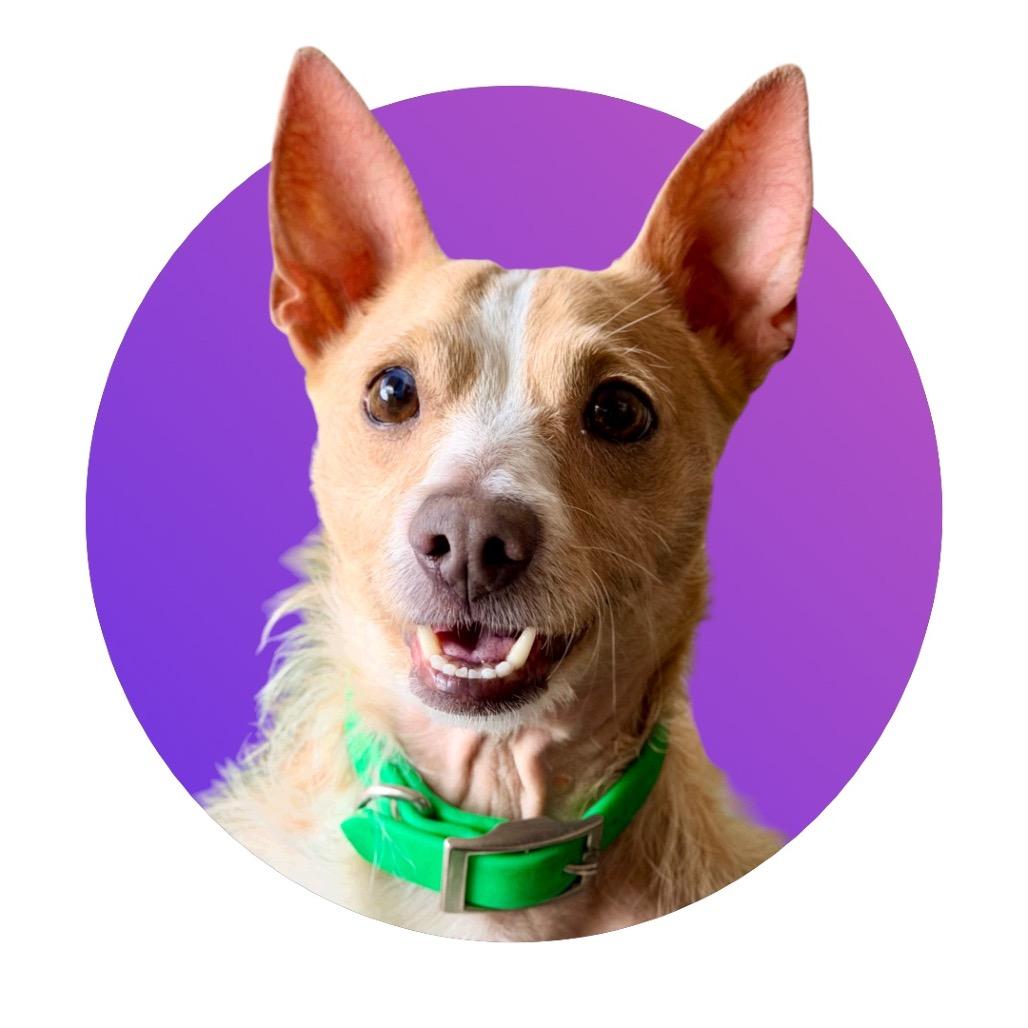 Enlarge Sully, a Adoptable Mixed Breed in Pacific Grove, CA image 5/6