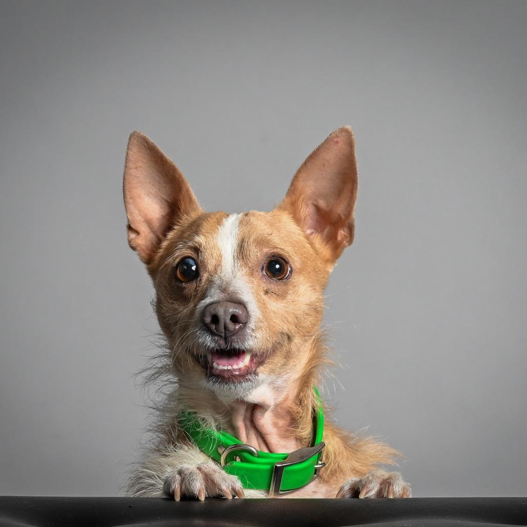 Enlarge Sully, a Adoptable Mixed Breed in Pacific Grove, CA image 4/6
