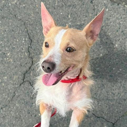 Enlarge Sully, a Adoptable Mixed Breed in Pacific Grove, CA image 6/6