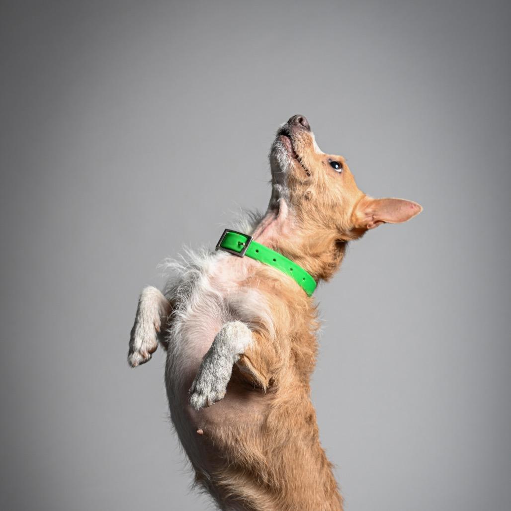 Enlarge Sully, a Adoptable Mixed Breed in Pacific Grove, CA image 5/6