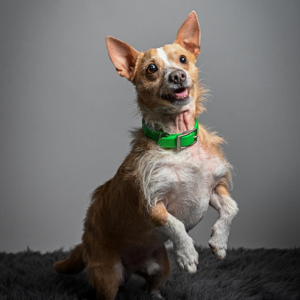 Enlarge Sully, a Adoptable Mixed Breed in Pacific Grove, CA image 6/6