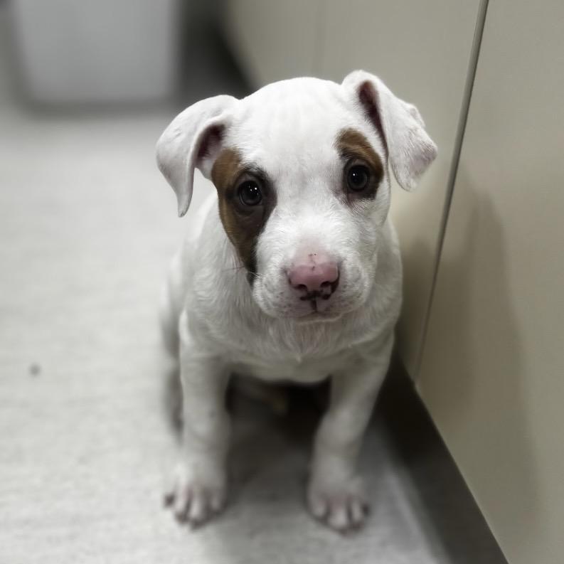 Enlarge Parmesan, a Adoptable mixed breed in Shinnston, WV image 1/2