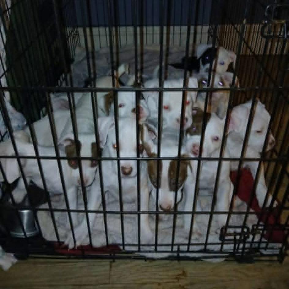 Enlarge Parmesan, a Adoptable mixed breed in Shinnston, WV image 2/2