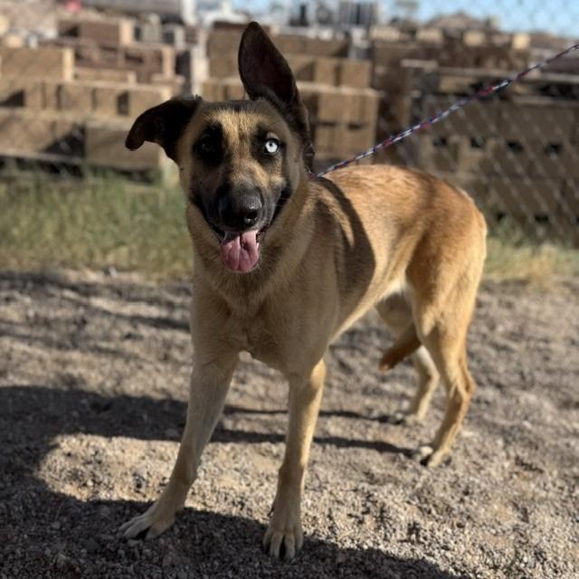 Mallory, Adoptable, Adult Female German Shepherd Dog & Mixed Breed.