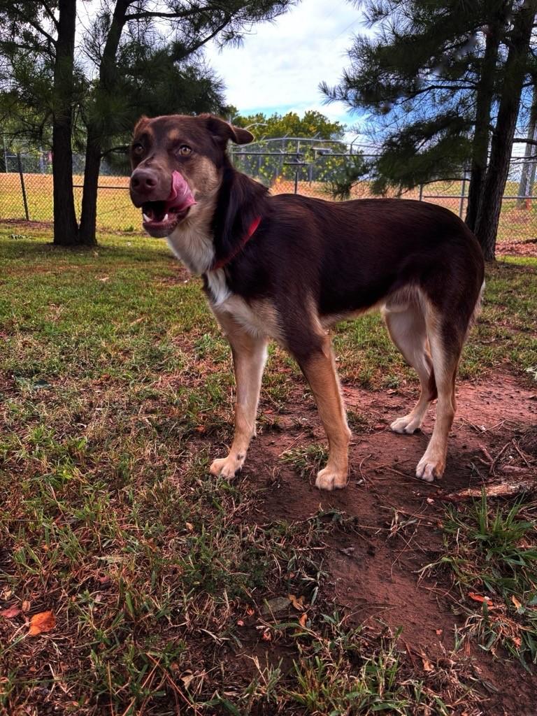 Enlarge RANGO, a Adoptable mixed breed in Jenks, OK image 1/1