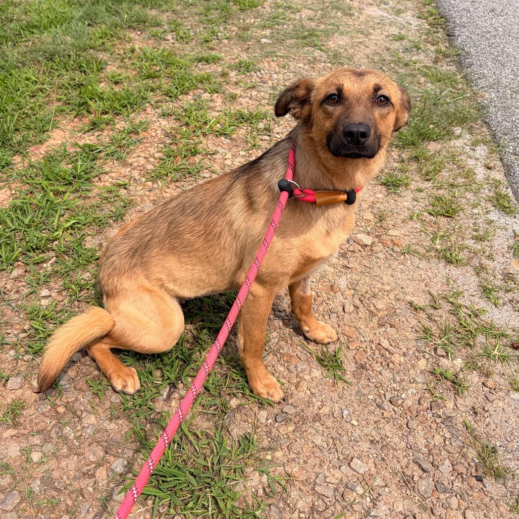 Betta, Adoptable, Adult Female Carolina Dog.
