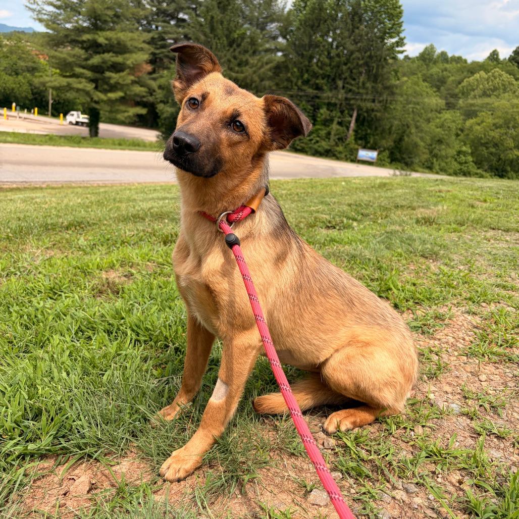 Enlarge Betta, a Adoptable Carolina Dog in Franklin, NC image 2/5