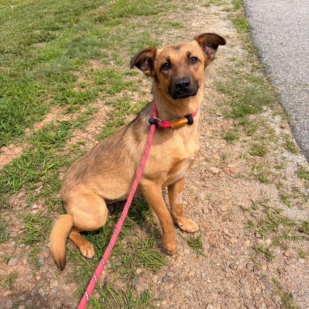 Enlarge Betta, a Adoptable Carolina Dog in Franklin, NC image 3/5