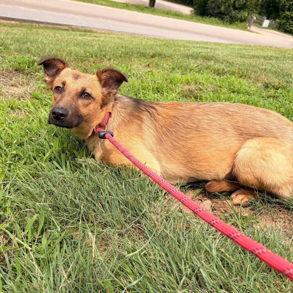Enlarge Betta, a Adoptable Carolina Dog in Franklin, NC image 4/5