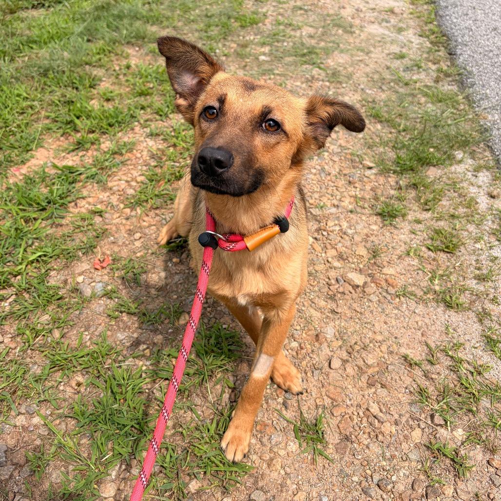 Enlarge Betta, a Adoptable Carolina Dog in Franklin, NC image 5/5