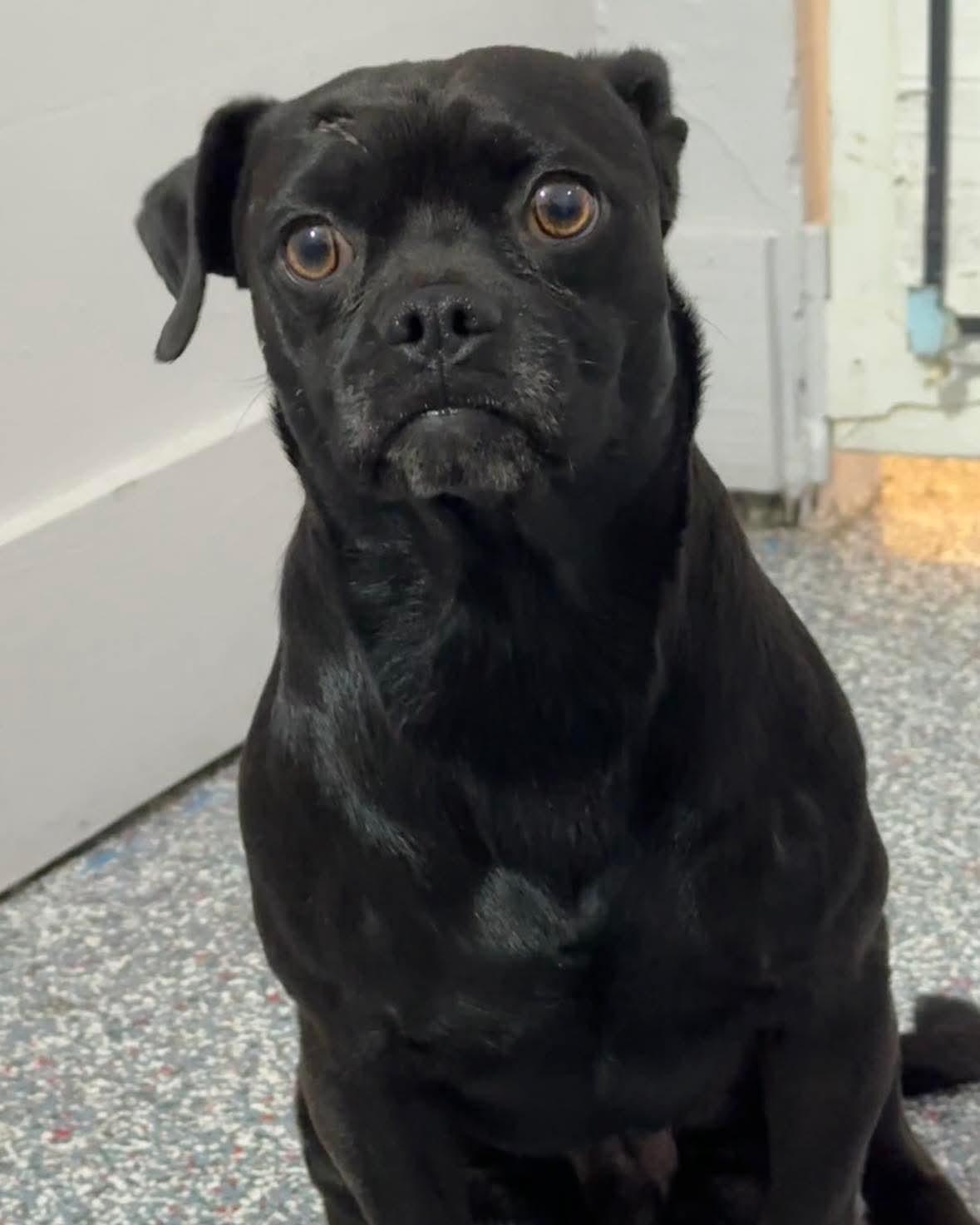 Enlarge Rolo, a Adopted mixed breed in Las Vegas, NV image 2/2