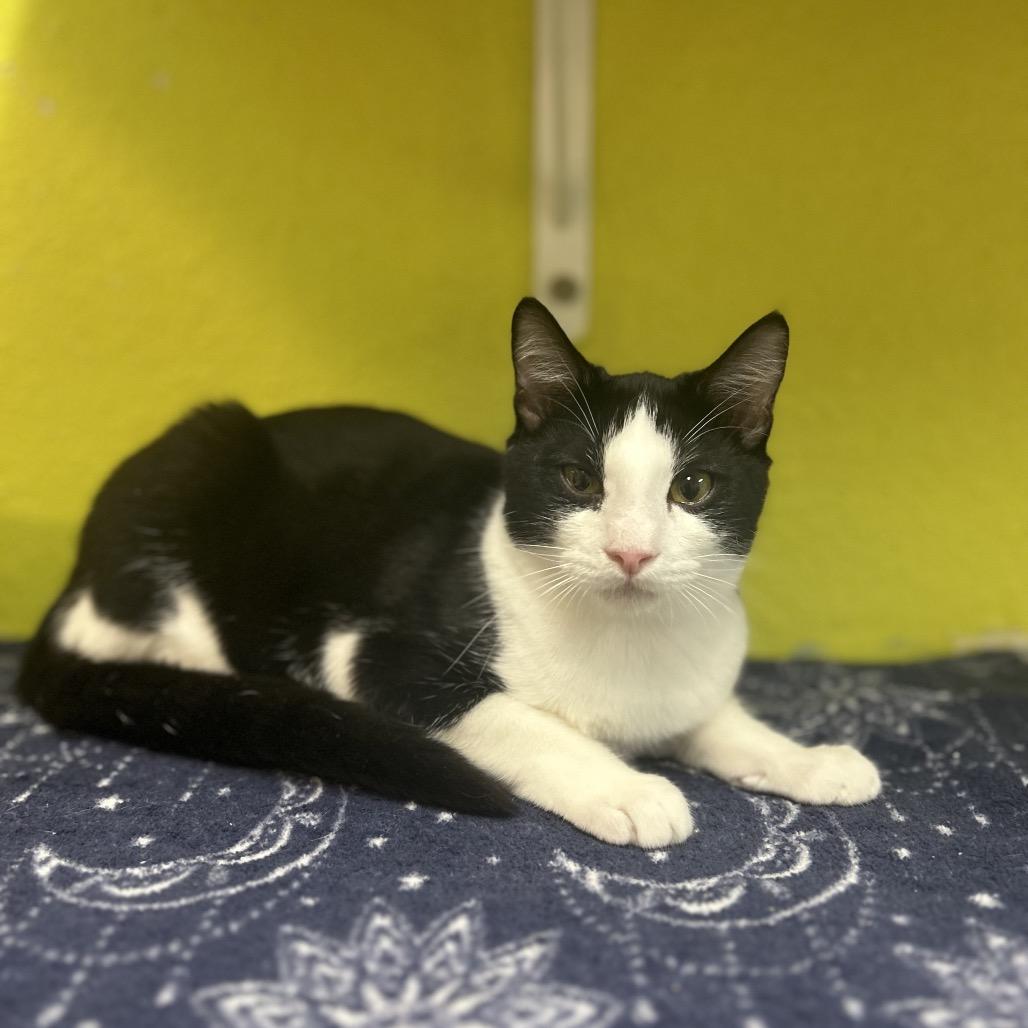 Larry, Adoptable, Young Male Domestic Short Hair.