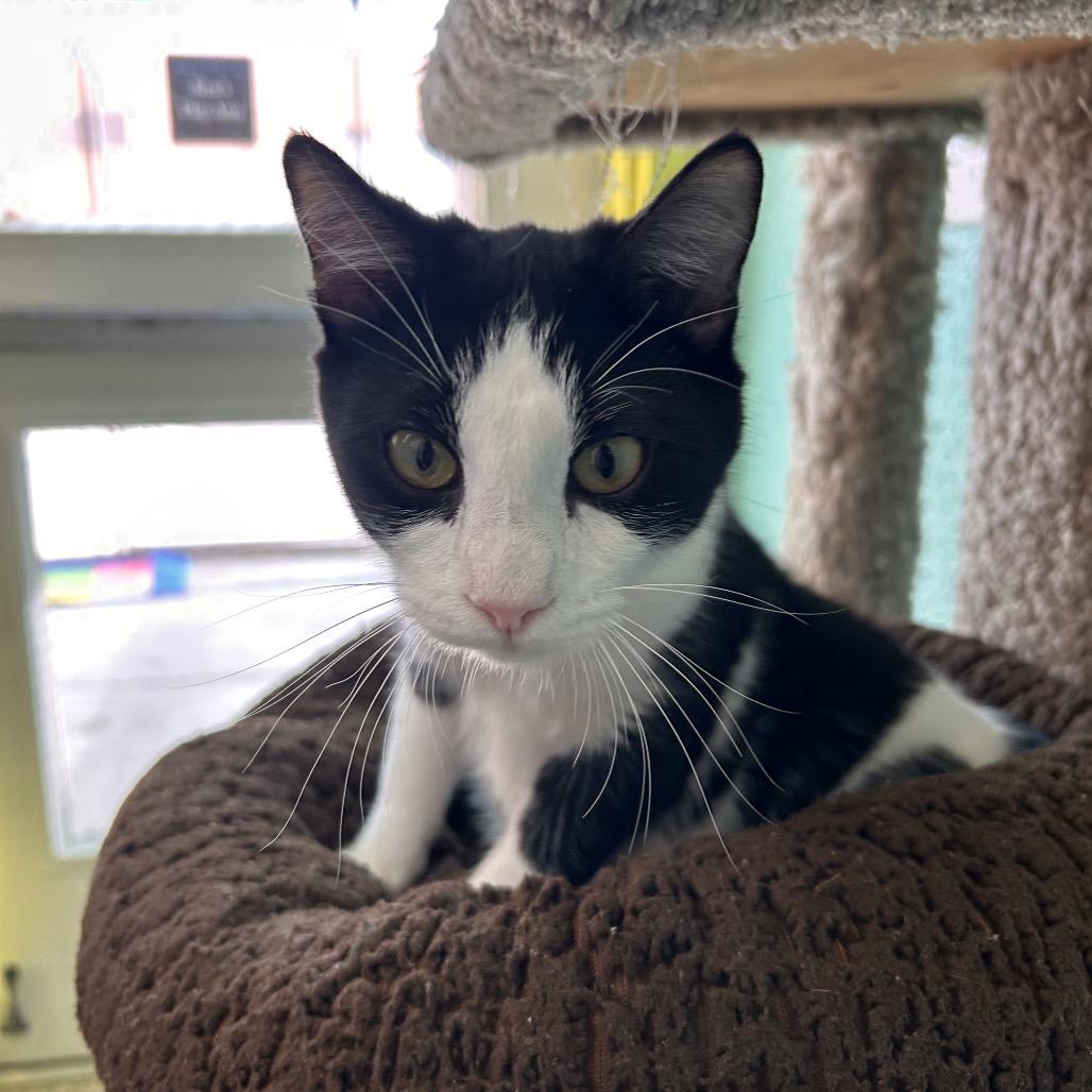 Enlarge Larry, a Adoptable Domestic Short Hair in Fresno, CA image 2/6