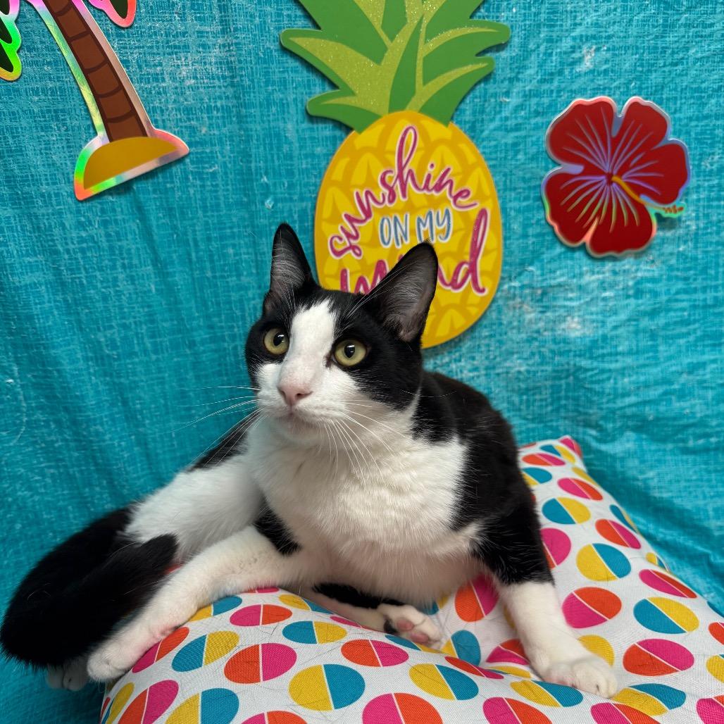Larry, a Adoptable Domestic Short Hair in Fresno, CA image 3/6