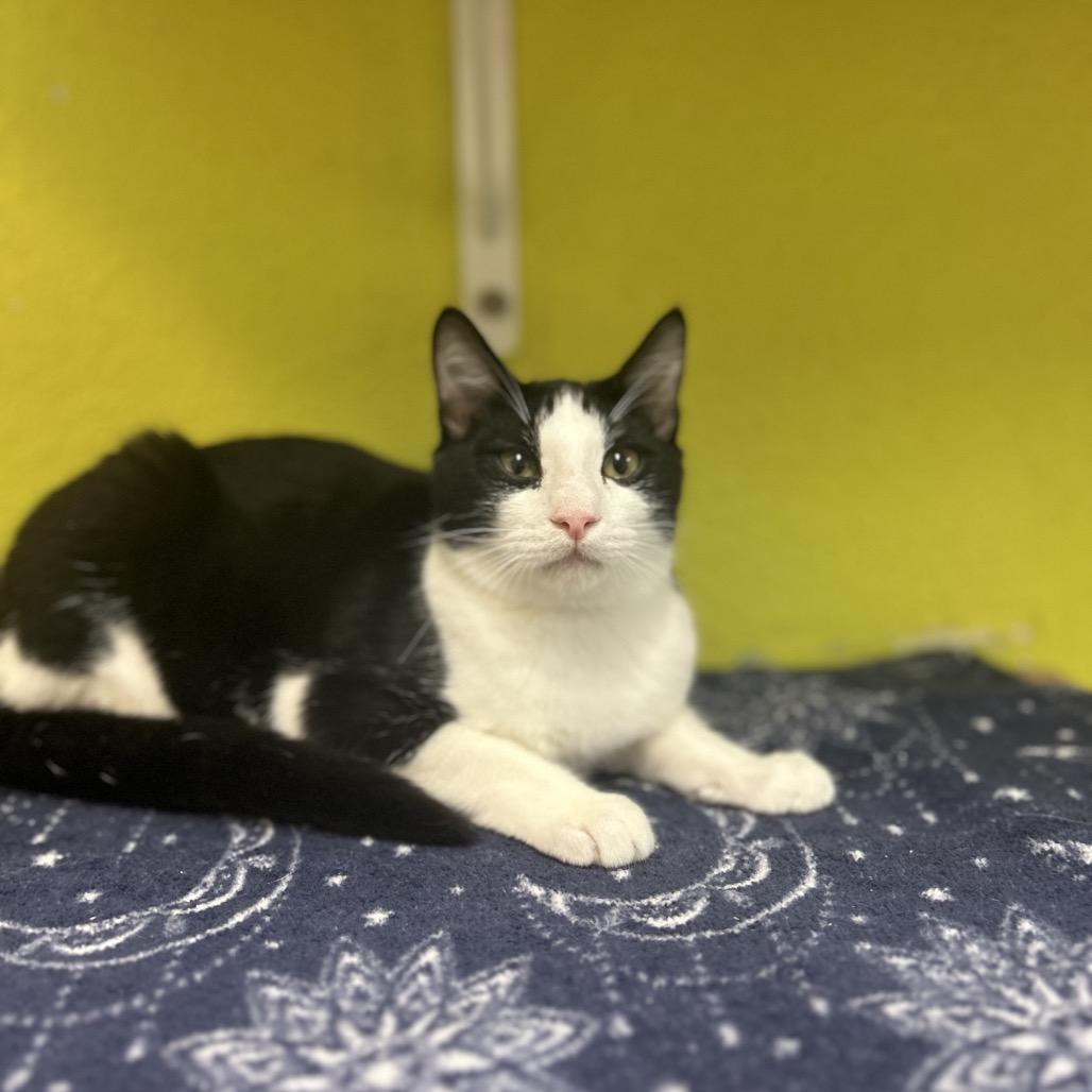 Enlarge Larry, a Adoptable Domestic Short Hair in Fresno, CA image 3/6