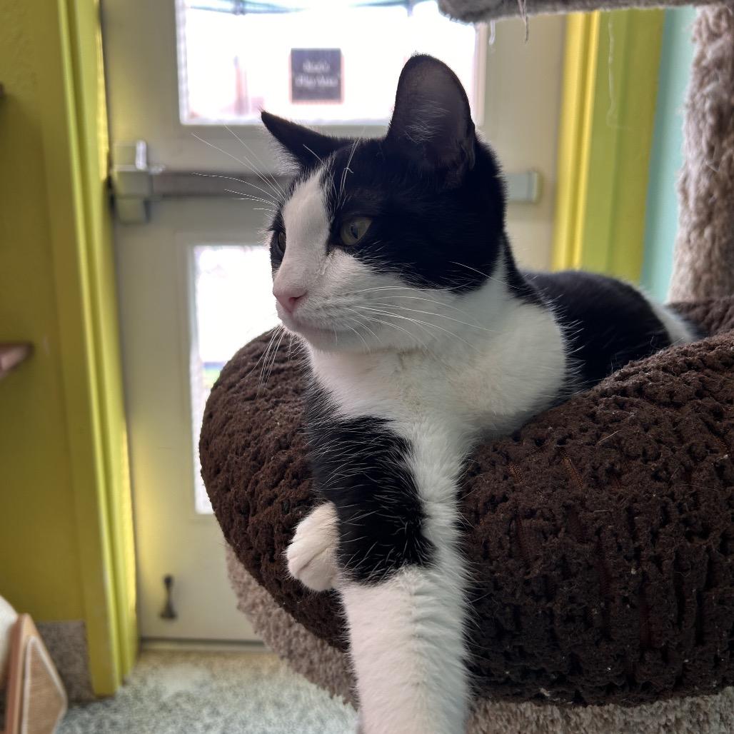 Enlarge Larry, a Adoptable Domestic Short Hair in Fresno, CA image 4/6