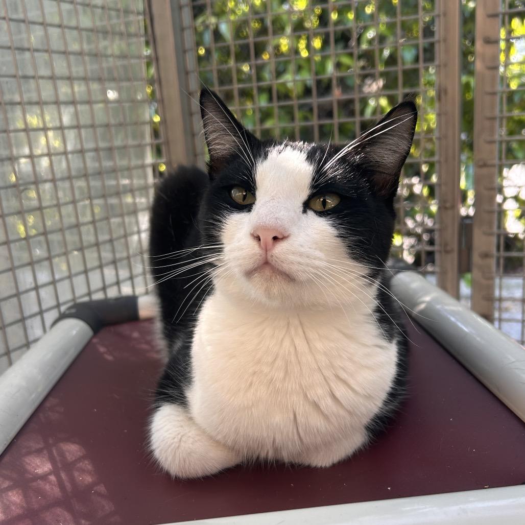 Enlarge Larry, a Adoptable Domestic Short Hair in Fresno, CA image 5/6