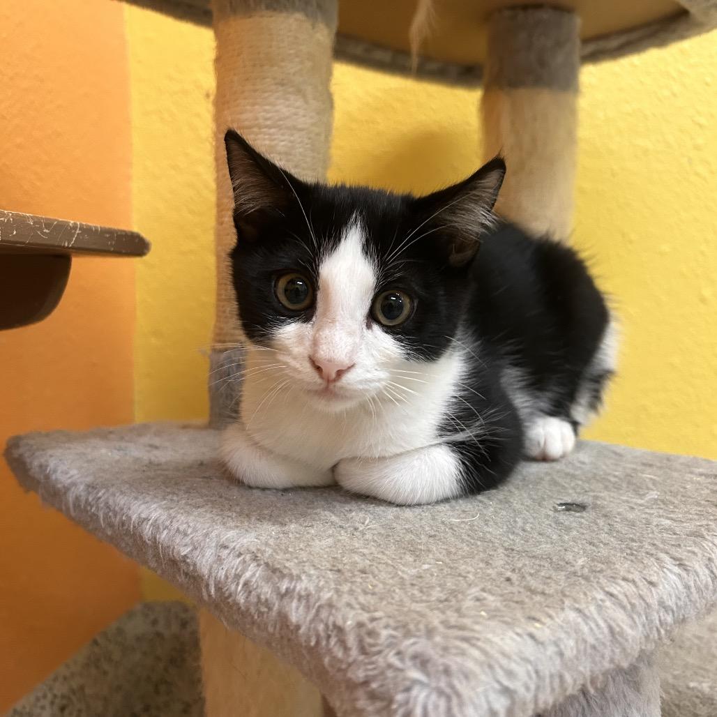 Enlarge Larry, a Adoptable Domestic Short Hair in Fresno, CA image 5/6