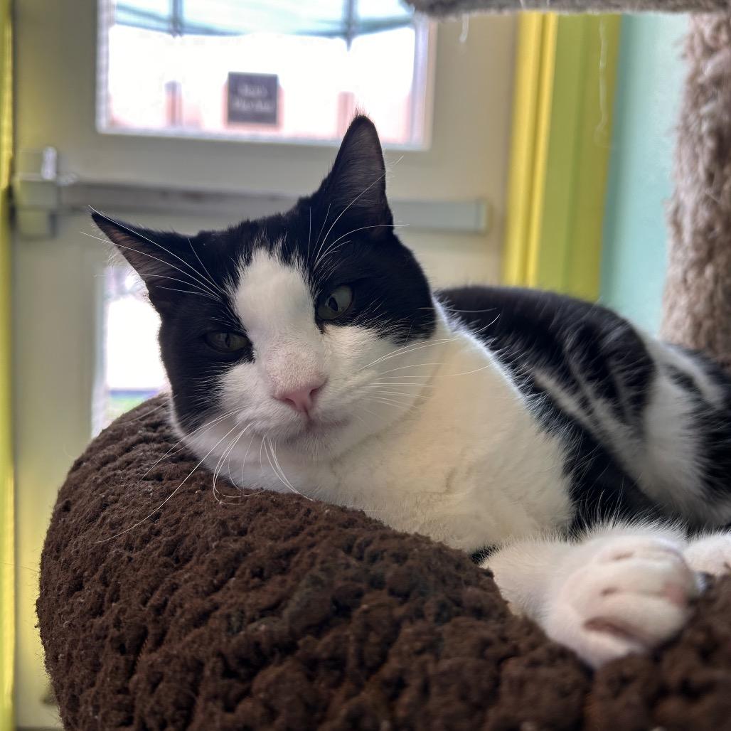 Enlarge Larry, a Adoptable Domestic Short Hair in Fresno, CA image 6/6