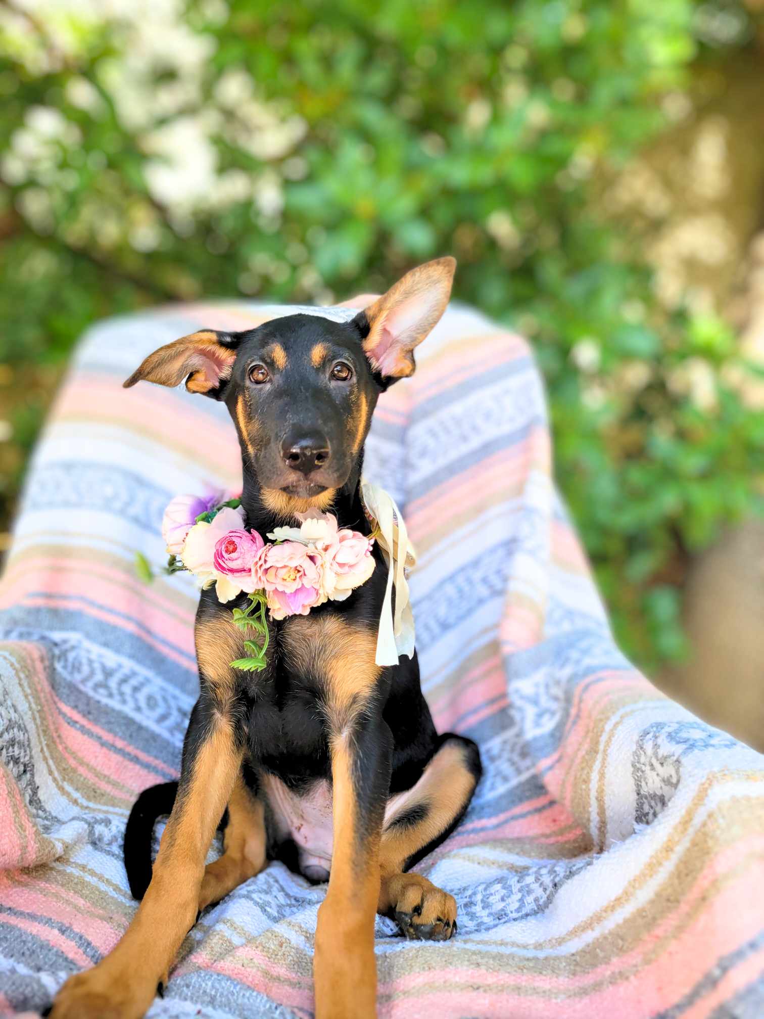 Dog for adoption Flora, a German Shepherd Dog & Labrador Retriever