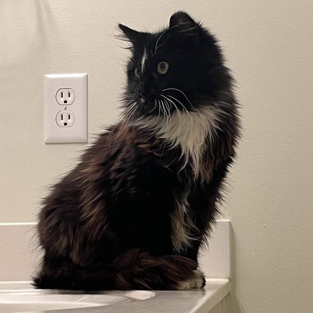 Tux, Adoptable, Young Male Domestic Long Hair.